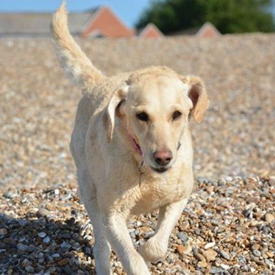 Sandy
